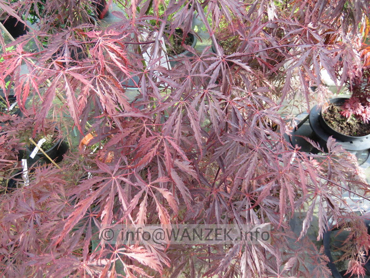 Acer palmatum Dissectum Tamuke yama - im Austrieb02.JPG